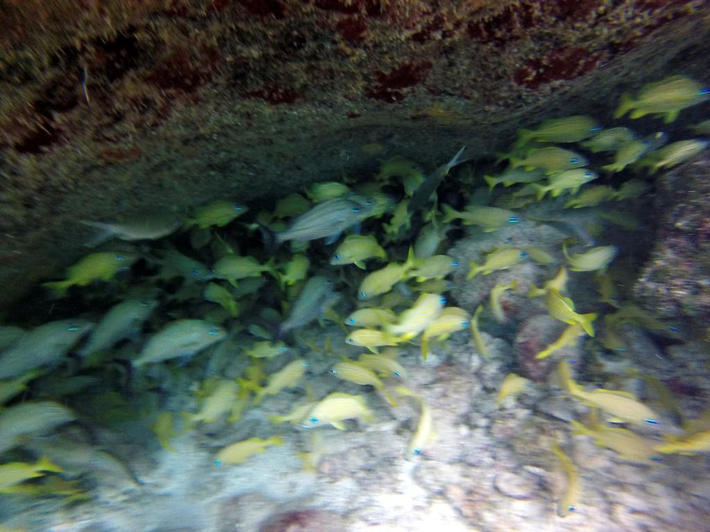Mima'S Village Cozumel Ngoại thất bức ảnh